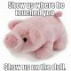 showpig.jpg