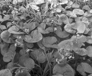 Bog Rhubarb.jpg
