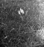 Crocus.jpg