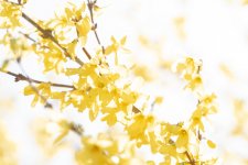 forsythia.jpg