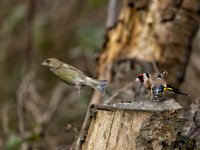 Green Finch and Goldfinches.jpg Green Finch and Goldfinches.jpg