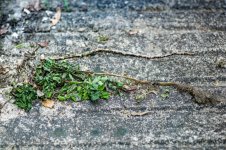 002 Decay 02-4000213 PS Adj Upload.jpg