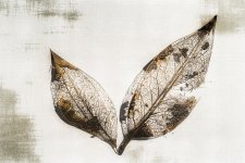 Decay-.jpg