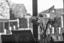 Flowers-2.jpg