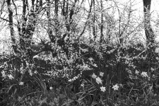Roadside flowery scene.jpg