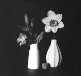 Some Wild flowers.jpg