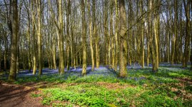 Badbury Clump 3 copy.jpg