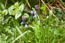 002 First Bluebells 02-3000216 PS Adj Upload.jpg