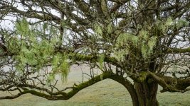 004 Dismantled Railway (Old Man's Beard) 03-0376 PS Adj Upload.jpg