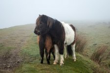 005 Dismantled Railway (Ponies) 04-0378 PS Adj Upload.jpg