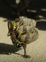 upright wasp.jpg