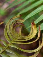 Week 14 - Snapper's 1.jpg