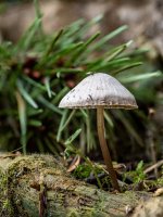 Week 14 - Snapper's 3.jpg