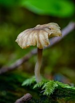 Week 14 - Snapper's 4.jpg