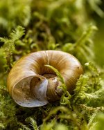 Week 14 - Snapper's 5.jpg