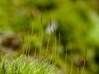 Week 14 - Snapper's 2.jpg