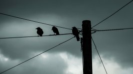 3 Jackdaws.jpg