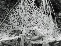 Frosty Web Mono.jpg