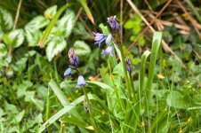 001 First Bluebells 01-3000216 PS Adj Upload.jpg