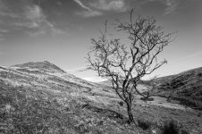 016 Tavy Cleave (Lone Tree) 03-1000590 PS Adj Upload.jpg