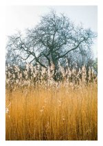 Pentax MV 40mm -Fuji 400.JPG