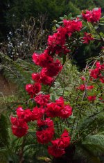 202604 Belsay Castle 11.JPG