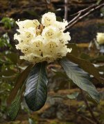 202604 Belsay Castle 4.JPG