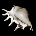 2016-4,TS, RZ67,  FP4+, Firstcall dev 18c 5m 11s Jobo, 008.jpg