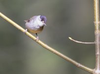 Male Blackcap 19-04-26.jpg