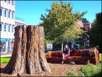 The Tree Stump Dixs Field Exeter FZ82 P1010747.jpg