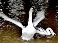Juvenile swans on the Clyst FZ82 P1010702.jpg