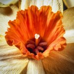 2016-4,RZ67, TS, Ektar,  Studio, flowers  009.jpg