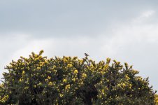 015 Stonechat 01-3000224 PS Adj Upload.jpg 015 Stonechat 01-3000224 PS Adj Upload.jpg