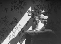 Tulips-2.jpg