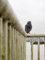 Week 17 - Perspectives 5.jpg Week 17 - Perspectives 5.jpg