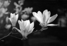 2603DPMXBW03 Magnolia FP4.jpg