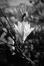 2603DPMXBW04 Magnolia FP4.jpg