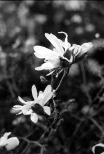 2603DPMXBW05 Magnolia FP4.jpg