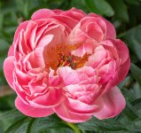 peony.jpg