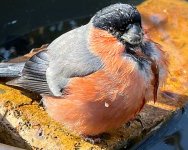 IMG_4009a.jpg