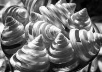 Spiral Shells.jpg