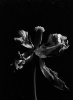 2020-5-20, om2N, fp4, Tamron 90mm,garden, 12.jpg