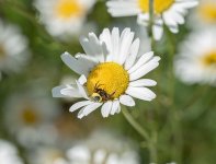 crab-spider.jpg