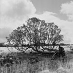 202 Kraps Ring Fallen Tree 01-000192610003 PS Adj Upload.jpg