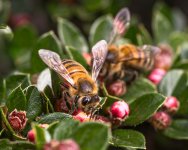 Worker bees.s-1543.jpg
