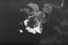 SHD50-8.jpg SHD50-8.jpg