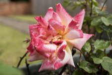 DSC03183.jpg