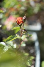 DSC03196.jpg