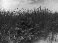 Beach Grass.JPG