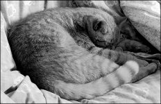 Figaro curled up on bed.jpg